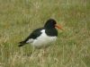 Oystercatcher