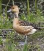 Photo of OTHER SPECIES at Broughton, Aylesbury, Buckinghamshire. Taken by Ann B on 25th April 2016.