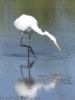 Great White Egret