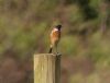 Photo of Stonechat at Hedgerley, Buckinghamshire. Taken by David Ferguson on 22nd September 2016.