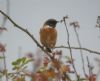 Photo of Stonechat at Marsh Gibbon, Buckinghamshire. Taken by Tim Watts on 27th October 2016.