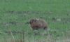 Photo of OTHER SPECIES at Broughton, Aylesbury, Buckinghamshire. Taken by Don Stone on 9th November 2016.