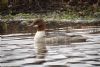 Photo of Goosander at Stony Stratford, Buckinghamshire. Taken by Peter Garner on 17th December 2016.