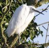 Photo of Little Egret at Broughton, Aylesbury, Buckinghamshire. Taken by Ann B on 28th December 2016.