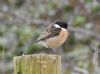 Photo of Stonechat at Hedgerley, Buckinghamshire. Taken by Adam Bassett on 28th February 2017.