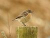 Photo of Stonechat at Hedgerley, Buckinghamshire. Taken by Adam Bassett on 28th February 2017.