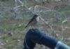 Photo of Wheatear at Hedgerley, Buckinghamshire. Taken by David Ferguson on 11th April 2017.