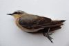 Photo of Wheatear at Marsh Gibbon, Buckinghamshire. Taken by Tim Watts on 24th April 2017.