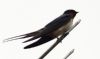 Photo of Swallow at The Lee, Buckinghamshire. Taken by Don Stone on 16th May 2017.