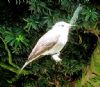 Photo of Spotted Flycatcher at Weston Turville, Buckinghamshire. Taken by Sally Douglas on 24th May 2017.