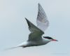 Photo of Common Tern at Willen Lakes, Buckinghamshire. Taken by Jason Chalk on 18th June 2017.