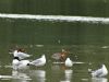 Black-tailed Godwit