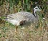 Bar-headed Goose