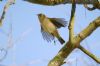 Photo of Chiffchaff at Wooburn Green, Buckinghamshire. Taken by Jim Rose on 26th November 2017.