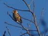 Hawfinch