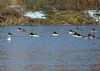 Photo of Goosander at Emberton, Buckinghamshire. Taken by Angi Harrell on 12th December 2017.