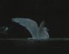 Iceland Gull