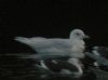 Iceland Gull