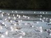 Iceland Gull