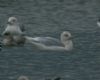 Iceland Gull