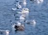 Iceland Gull