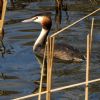 Great Crested Grebe