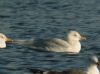 Iceland Gull