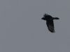 Photo of Raven at Emerson Valley, Milton Keynes, Buckinghamshire. Taken by Harry Appleyard on 27th February 2018.
