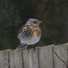 Fieldfare