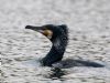 Photo of Cormorant at Willen Lakes, Buckinghamshire. Taken by Jason Chalk on 9th March 2018.