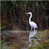 Great White Egret