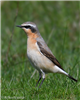 Wheatear