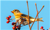 Brambling