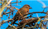 Common Crossbill