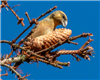 Common Crossbill