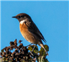 Stonechat