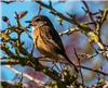Stonechat