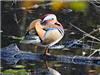 Mandarin Duck