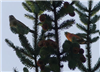 Common Crossbill