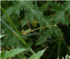 Photo of OTHER SPECIES at Hedgerley, Buckinghamshire. Taken by David Ferguson on 22nd June 2018.