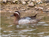 Garganey