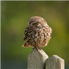 Photo of Little Owl at Old Wolverton, Stony Stratford, Buckinghamshire. Taken by Jason Chalk on 13th July 2018.
