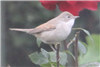 Whitethroat