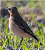 Wheatear
