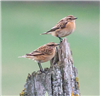 Whinchat