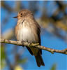 Spotted Flycatcher