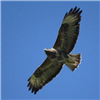 Buzzard