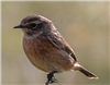 Stonechat