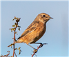 Stonechat