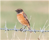 Stonechat
